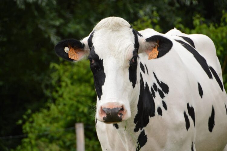 Urgent warning after loose cow spotted on A361 near Trowbridge