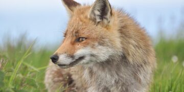 Trail hunting could be banned amid fears it masks illegal fox hunts