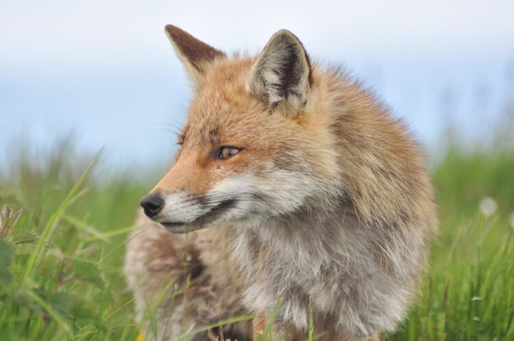 Trail hunting could be banned amid fears it masks illegal fox hunts