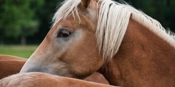 Four escaped horses found on A4 as police search for owners
