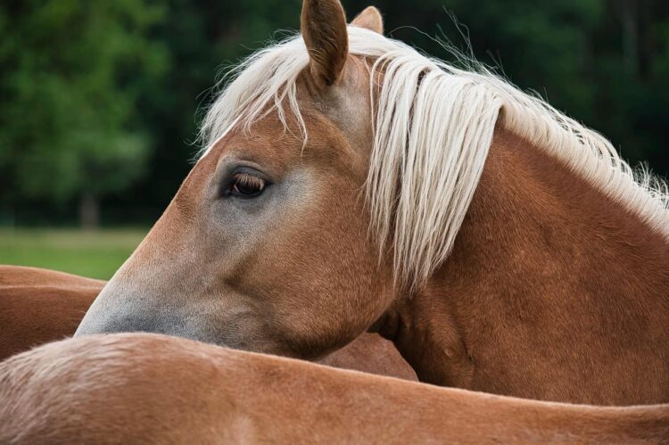 Four escaped horses found on A4 as police search for owners