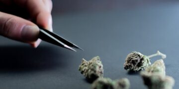 Separating Facts of Medical Cannabis From Assumption