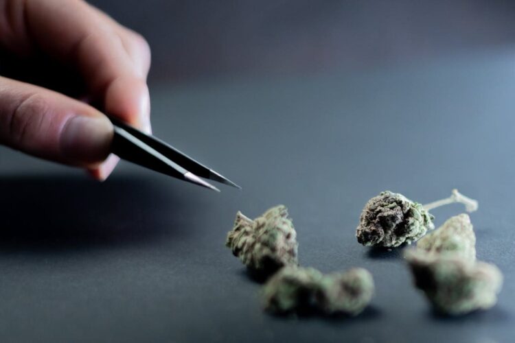 Separating Facts of Medical Cannabis From Assumption