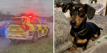 ‘Spooked’ dog who shut down M4 near Chippenham still missing