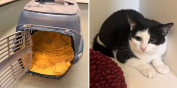 RSPCA appeal after cat dumped outside closed Wiltshire vets