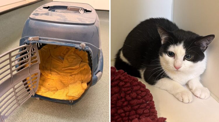 RSPCA appeal after cat dumped outside closed Wiltshire vets