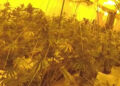 Man arrested after cannabis farm found in former Trowbridge bank