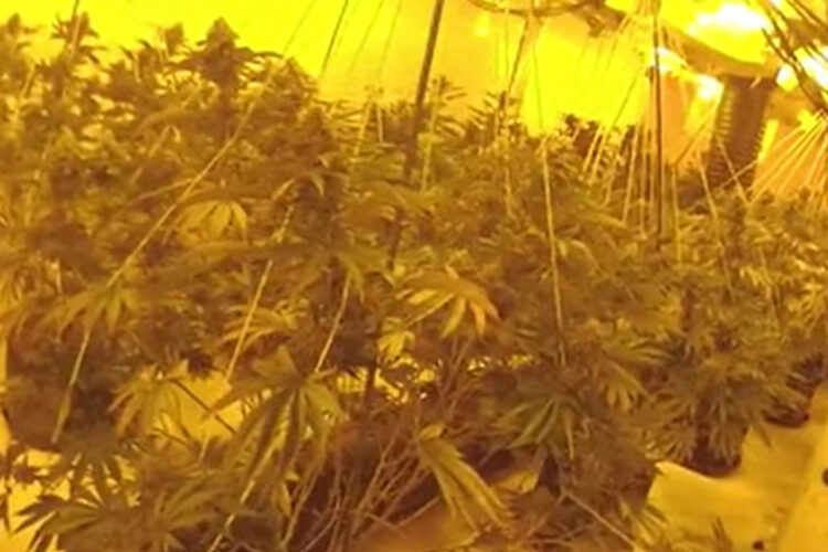 Man arrested after cannabis farm found in former Trowbridge bank