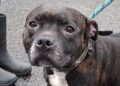Investigation launched after Staffy ‘abandoned’ in Chippenham