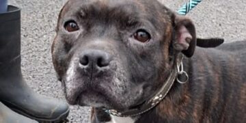 Investigation launched after Staffy ‘abandoned’ in Chippenham