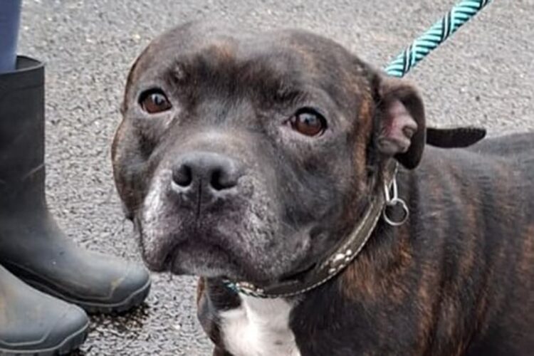 Investigation launched after Staffy ‘abandoned’ in Chippenham