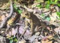 Center Parcs warning to drivers as toads begin spring migration