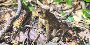 Center Parcs warning to drivers as toads begin spring migration