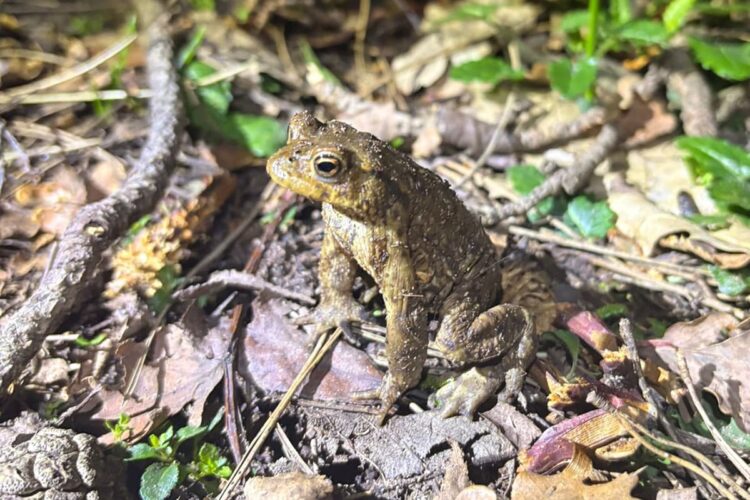 Center Parcs warning to drivers as toads begin spring migration