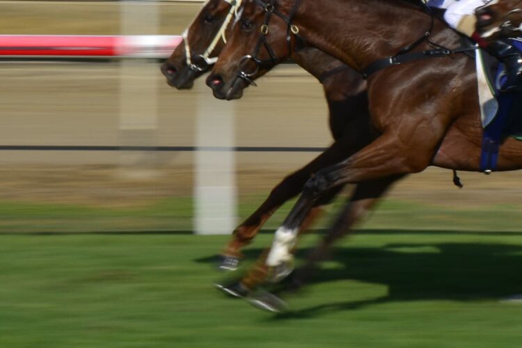 Second horse dies at Cheltenham Festival prompting boycott calls