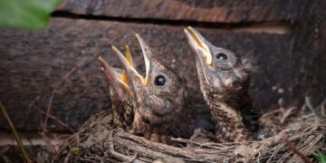 Wiltshire Police issue warning to public as nesting season begins