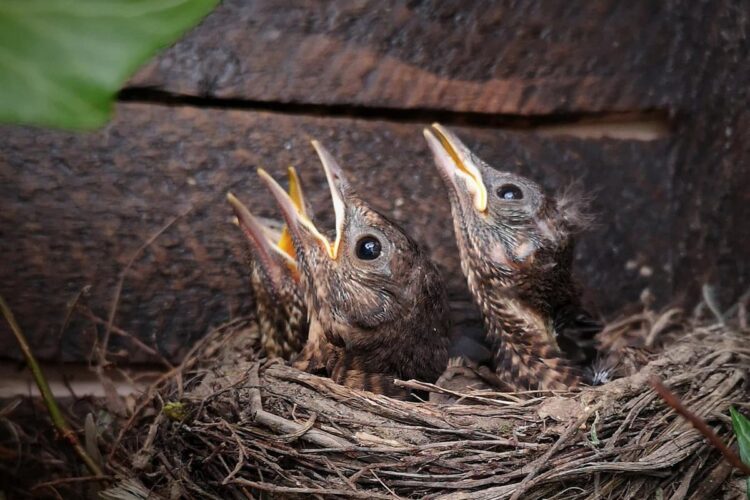 Wiltshire Police issue warning to public as nesting season begins