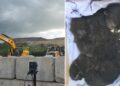 Litter of newborn kittens found in crusher on Wiltshire landfill site