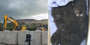Litter of newborn kittens found in crusher on Wiltshire landfill site