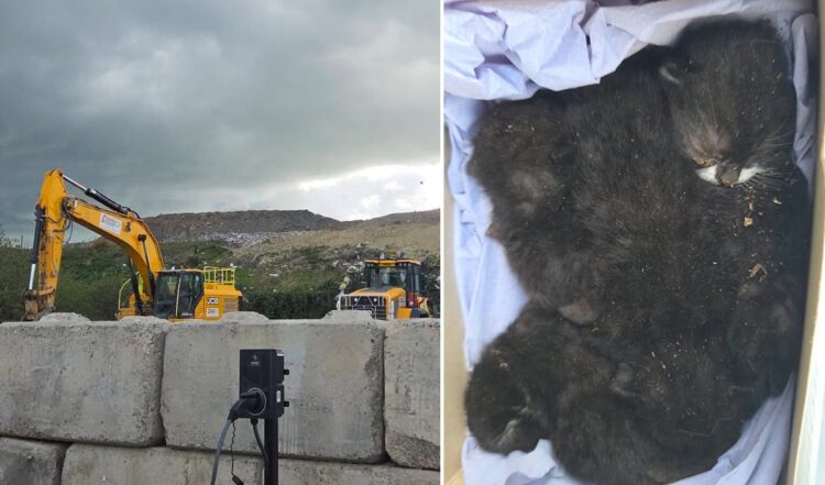 Litter of newborn kittens found in crusher on Wiltshire landfill site