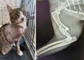 Cat has leg amputated after being shot in Royal Wootton Bassett