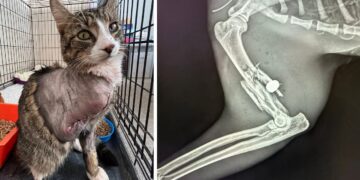 Cat has leg amputated after being shot in Royal Wootton Bassett
