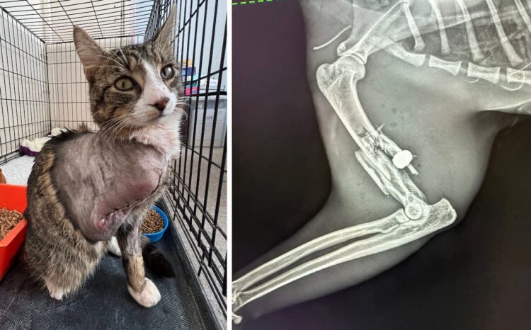 Cat has leg amputated after being shot in Royal Wootton Bassett