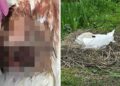 Nesting swan killed in ‘dog attack’ on canal in Bradford on Avon