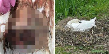 Nesting swan killed in ‘dog attack’ on canal in Bradford on Avon