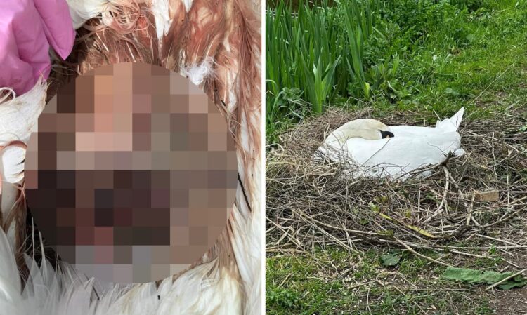 Nesting swan killed in ‘dog attack’ on canal in Bradford on Avon