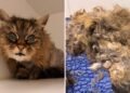 Food supply ‘critically low’ as charity rescues another suffering cat