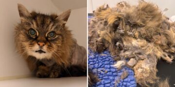Food supply ‘critically low’ as charity rescues another suffering cat