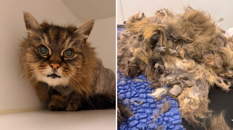 Food supply ‘critically low’ as charity rescues another suffering cat