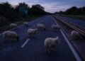 Police thank public for help shepherding sheep off A419 at Cricklade