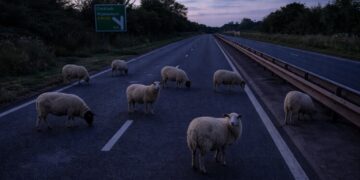 Police thank public for help shepherding sheep off A419 at Cricklade