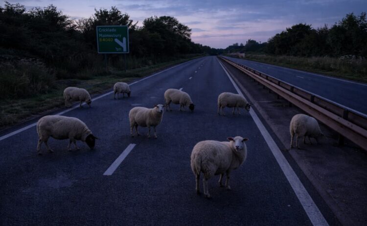 Police thank public for help shepherding sheep off A419 at Cricklade