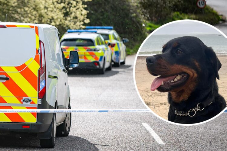 Police recover missing dog’s body after person killed on train tracks