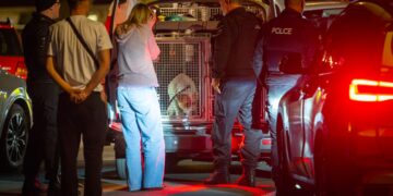 Two dogs seized after teenage boy mauled in attack near Devizes