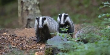 Four badgers shot dead in woodland sparking urgent investigation