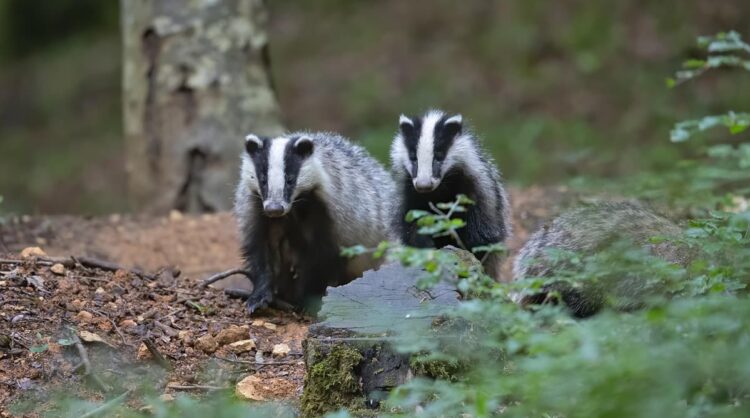 Four badgers shot dead in woodland sparking urgent investigation