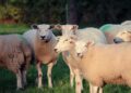 Three pregnant sheep killed in horrific dog attack in Wiltshire field