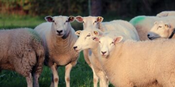 Three pregnant sheep killed in horrific dog attack in Wiltshire field