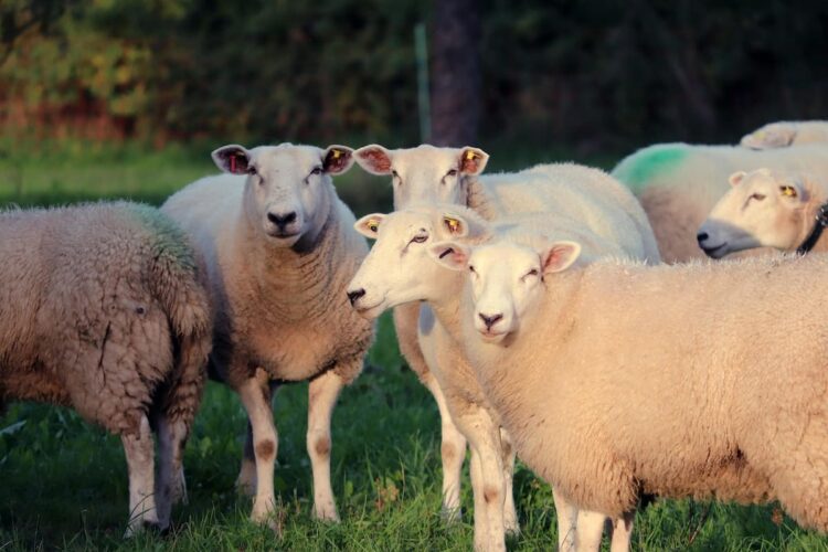 Three pregnant sheep killed in horrific dog attack in Wiltshire field