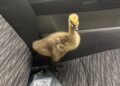 Baby goose rescued after ‘collision with electric scooter’ in Swindon