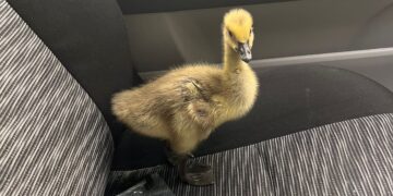 Baby goose rescued after ‘collision with electric scooter’ in Swindon