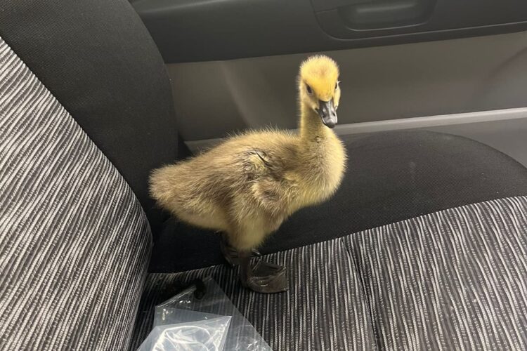 Baby goose rescued after ‘collision with electric scooter’ in Swindon