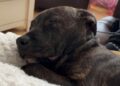 Dog faces death sentence after woman attacked in Swindon street