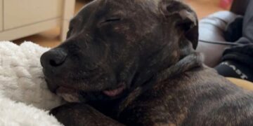 Dog faces death sentence after woman attacked in Swindon street