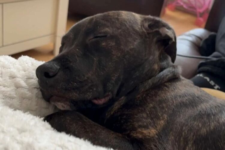 Dog faces death sentence after woman attacked in Swindon street