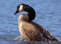 Shooting goose to death ‘an awful thing to do’, Wiltshire Police say